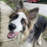 Adventurous dog enjoying outdoor walk in neighborhood.