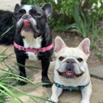 Adorable French bulldogs enjoying outdoor walk in garden.