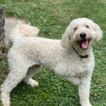 Happy dog enjoying outdoor walk on lush green grass.