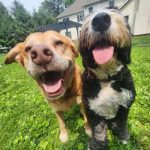 Two happy dogs enjoying a walk in a grassy yard on a sunny day.