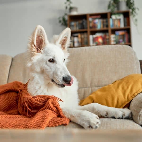 Cat + Dog Sitting Lower Merion and Havertown (2)