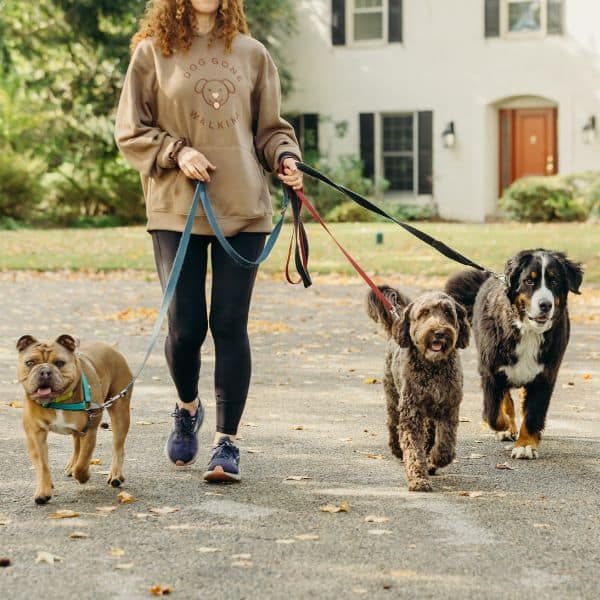 Dog Walks, Jogs + Hikes