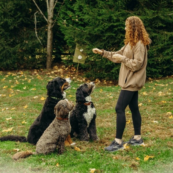 dog gone walking owner during a dog walking service